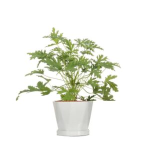 PELARGONIUM GRAVEOLENS - Image 2