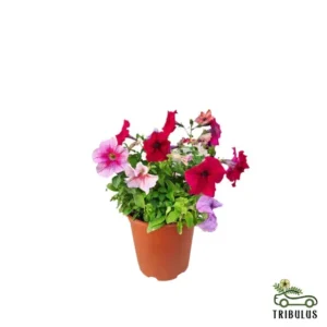 Petunia