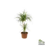 Dragon Tree - Branched Dracaena