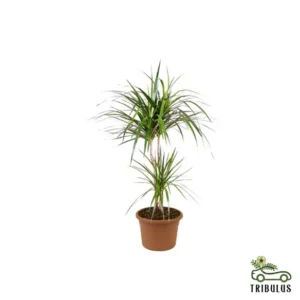 Dragon Tree - Branched Dracaena
