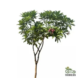 Plumeria red - Plumeria rubra