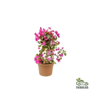 Bougainvillea Bushy-Paper Flower