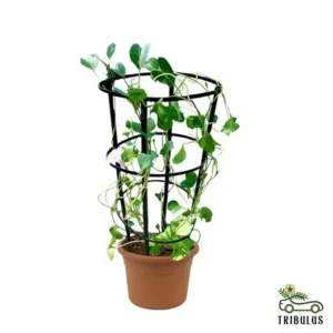 Morning Glory - Ipomoea Pes-Caprae