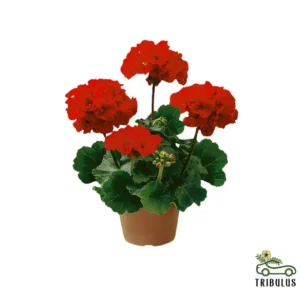 Geranium-Pelargonium