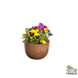 Pansy Plant