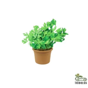 Parsley - Petroselinum Crispum