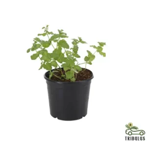 Peppermint (Mentha × piperita)