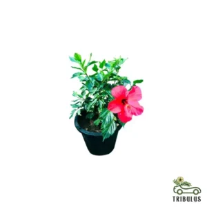 Hibiscus - Malvaceae