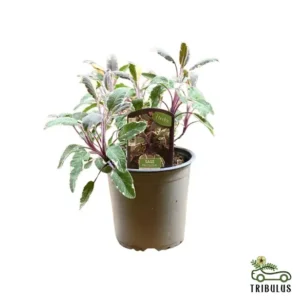 Salvia - Sage officinalis