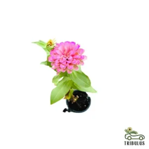 Common Zinnia - Zinnia Elegans