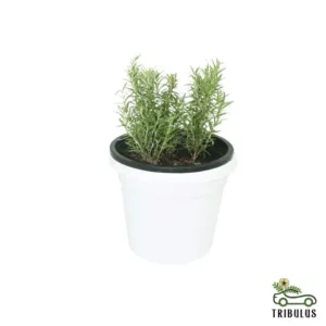 Rosemary - Salvia Rosmarinus