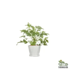 PELARGONIUM GRAVEOLENS