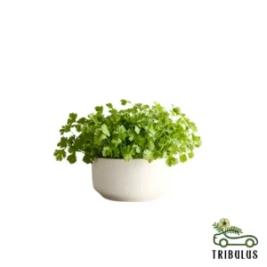 Coriander Plant