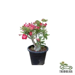 Desert Rose - Adenium Obesum