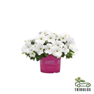 Cosmos-bipinnatus - Image 2