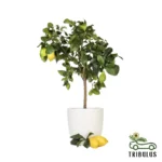 Lemon - Lemon Tree