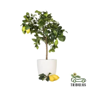 Lemon - Lemon Tree