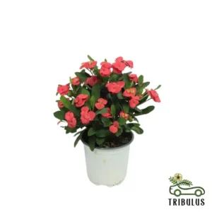 Christ Plant - Euphorbia Mili