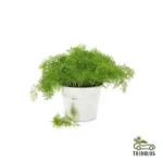 Dill Plant, Anethum Graveolens