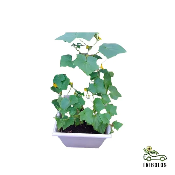 Cucumber | Cucumis Sativus