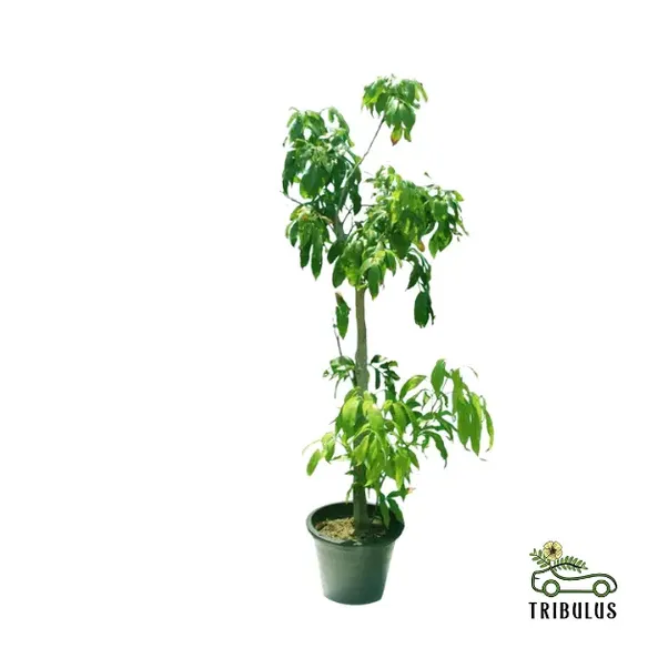 Mango - Mangifera Indica