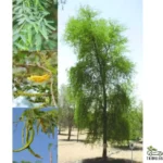 Ghaf-National Tree Of UAE-Prosopis Cineraria