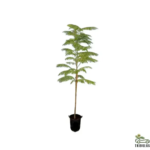 Delonix Regia, Flame Tree or Royal Poinciana