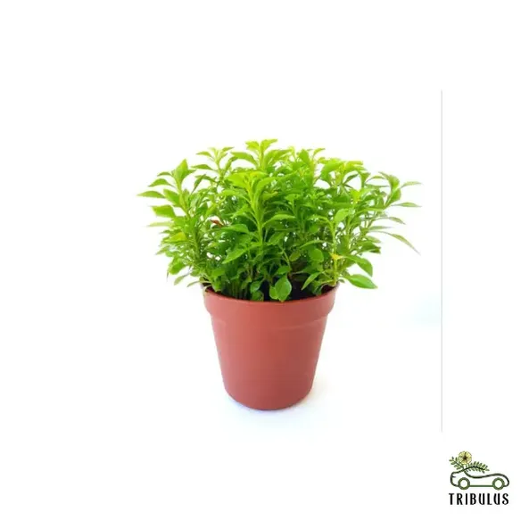 Alternanthera (Green ) | Pot Size 9cm