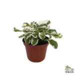 Alternanthera variegate | Pot Size 9cm