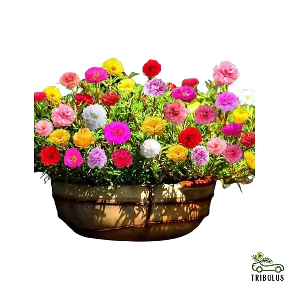 Portulaca Grandiflora | Rose Moss | 9cm pot