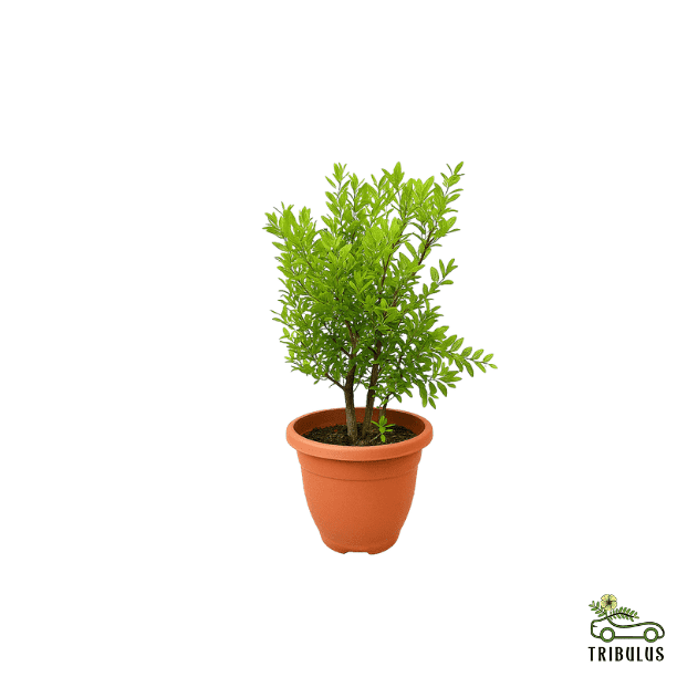 Henna “Lawsonia Inermis” Mehendi Plant