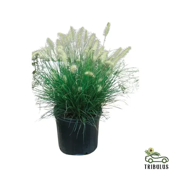 Pennisetum Grass (Green) -Pennisetum Alopecuroides