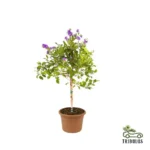 Sapphire Showers - Duranta Erecta
