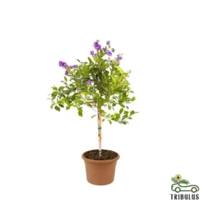 Sapphire Showers - Duranta Erecta