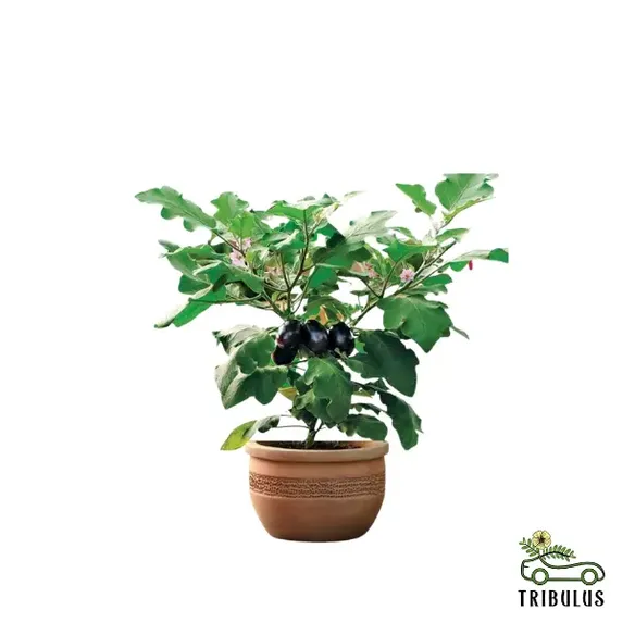 Eggplant | Aubergine | Brinjal | Solanum Melongena