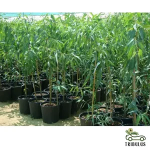 Eucalyptus - Image 4