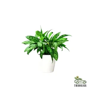 Aglaonema Maria - Chinese Evergreen