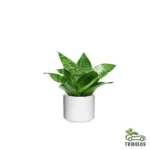 Sansevieria Mini - Dracaena Trifasciata