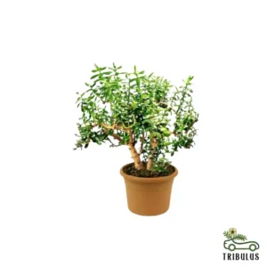 Jade Plant - Crassula Ovata