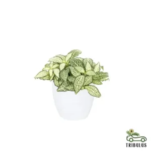 Fittonia - The Nerve Plant