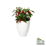 Chilli Pepper - Evergreen Perennial