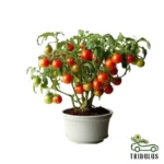 Tomato - Solanum lycopersicum