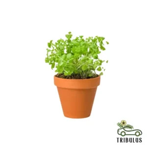 Sweet Marjoram