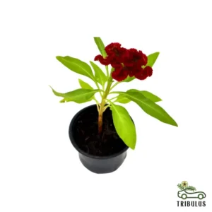 Celosia Plumosa Or Silver Cock’s comb