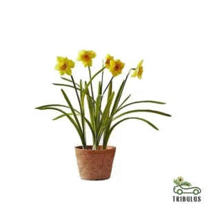 Daffodil, Narcissus