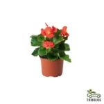 Begonia Flower