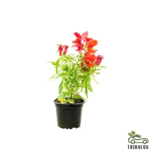 Antirrhium Majus, Snapdragon