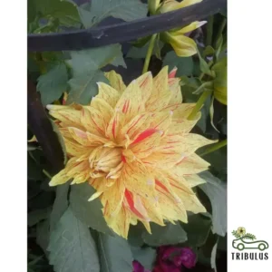 Dahlia Plant