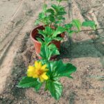 Wedelia Trilobata (Creeping Daisy or Rabbit’s Paw)
