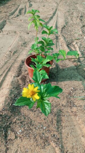 Wedelia Trilobata (Creeping Daisy or Rabbit’s Paw)
